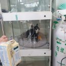 한밭 동물병원 이미지