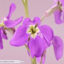 비단향꽃무 이미지