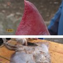 흑산도홍어 이미지