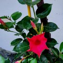 소리나팔꽃 이미지