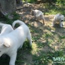 천일농장 이미지