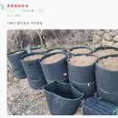 요즘 인기품목? 부직포화분!