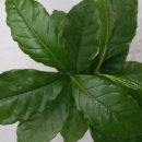 커피나무 이미지