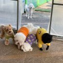 딩가댕댕 이미지