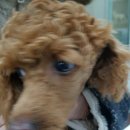 초콜릿종합동물병원 이미지