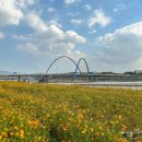 대전 가볼만한 곳 :: 갑천 엑스포 황하코스모스밭 인생샷 포토존 방문후기 🌸