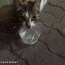 지브로참치 이미지