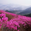 김동진 작곡 ~ ♬ 봄이오면 산에들에 진달래피네 노래 듣기 ♬ 가사/악보 이미지