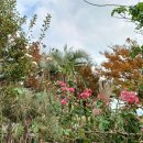 부곡원조 메기탕 이미지