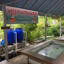 팔팔비단잉어