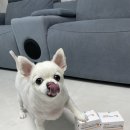 바오도그 이미지