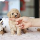 광주강아지분양고양이분양미유펫 - 5255 | 광주강아지분양고양이분양미유펫
