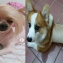 반려동물 셀프미용 이미지