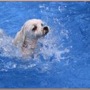 해리애견 이미지