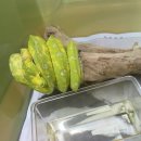 순디네 이미지