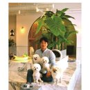 개가사는그집 이미지