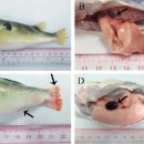 자주복의 Lactococcus garviae 이미지