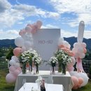 비행기나무 이미지