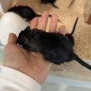 햄스터 분양 햄스터월드 이미지