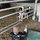 먹이팜 | 진주 근교 체험 아이랑 가볼만한 곳 의령 야베스팜카페 동물 먹이주기 체험 19개월 아기랑 다녀온 후기