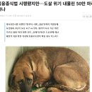 개식용종식법 시행됐지만…도살 위기 내몰린 50만 마리 어쩌나 이미지