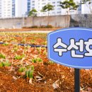 조성꽃순이 이미지