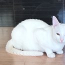 화원연합동물병원 이미지