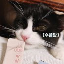 수풀담 팔도 츄르 : 지역 특산물을 담은 건강 기능 고양이 츄르