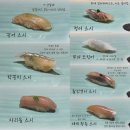 제주 오마카세 , “스시 노보루” 런치 솔직후기 🍣