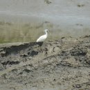 월롱초등학교 이미지