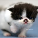 예쁜걸음 이미지