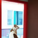 커피타는 고양이 이미지