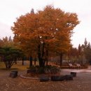 약령공원(시장) 이미지