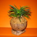 코코넛 화분 소엽풍란 이미지