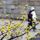 시샘 이미지