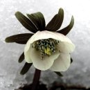 바람꽃 이미지