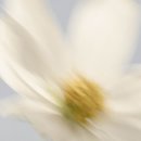 베이지 꽃 이미지