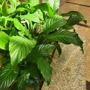 흙처럼 힐링스테이 | 서울여행 day 1 | 벚꽃시즌의 석촌호수, 롯데월드몰, 신라스테이삼성 비추 후기