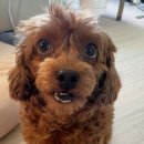 대흥동물병원 이미지