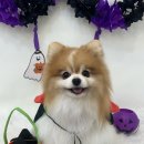 화사하개 이미지