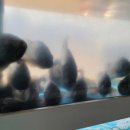 해맞이타운 이미지