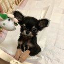 도담이 이미지