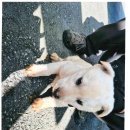 대산면 금강마을 이미지