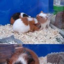 작은동물원수족관 이미지