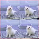 미유펫 강아지분양고양이분양 김포점 이미지