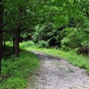 숲에 머물다 이미지