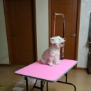 master grooming 이미지