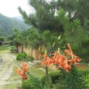 앵두펜션 | 횡성 단체펜션 자연과 전통이 만난 솔나무황토방펜션 후기