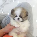 꽃강아지 이미지