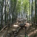 맹종죽테마파크1 이미지